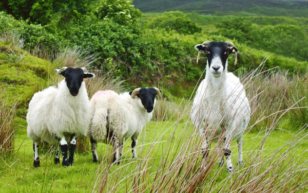 Stare Off - Ti Linn - Ireland by Lexa Harpell